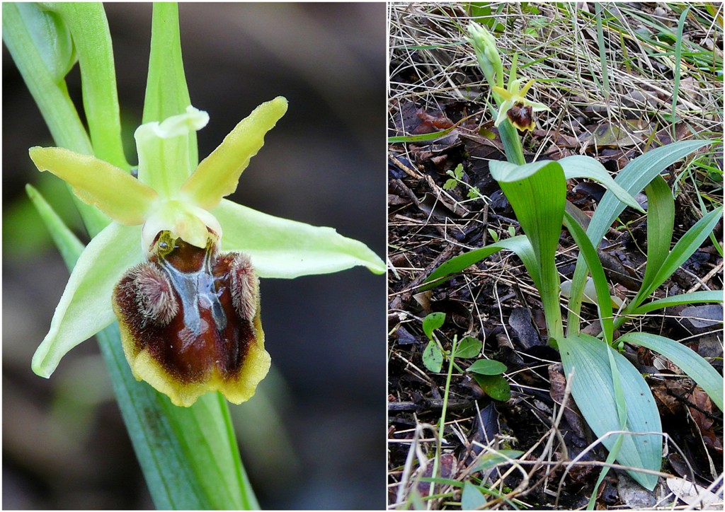 Ophrys massiliensis-2017